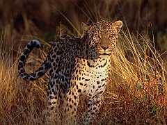 Intense Focus, Leopard